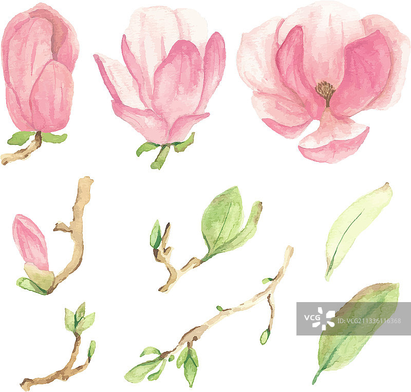 水彩粉色玉兰花图片素材