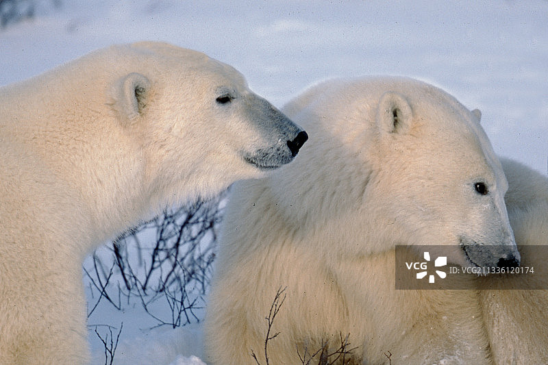 两只北极熊特写图片素材