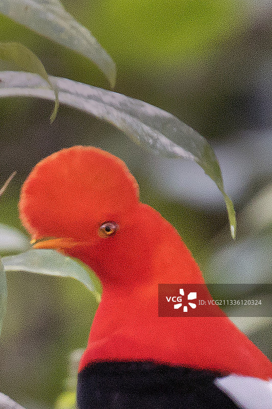 安第斯动冠伞鸟雄鸟特写图片素材