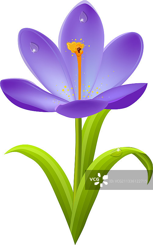 带露水的逼真紫色番红花图片素材