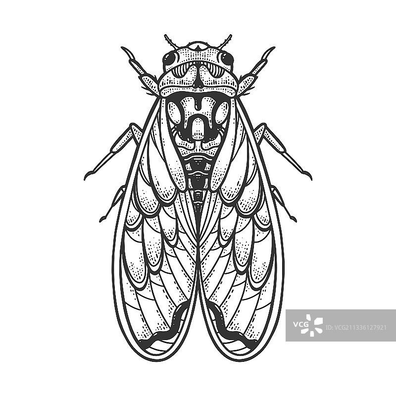 蝉科昆虫素描图片素材