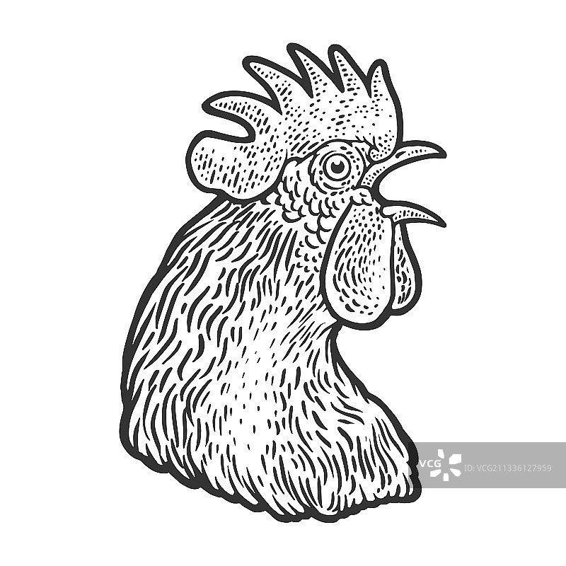 鸡头素描图片素材