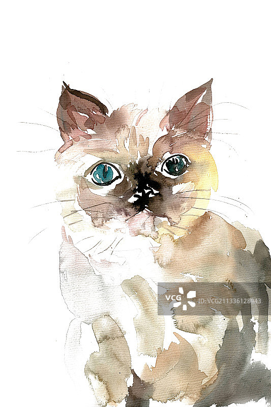 可爱的小猫图片素材