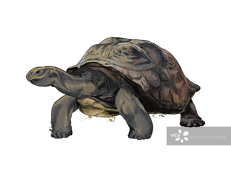 水彩飞溅的加拉帕戈斯海龟图片素材