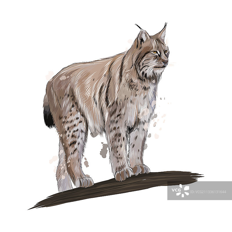 水彩飞溅效果的猞猁图片素材