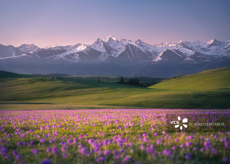 天山下的花海图片素材