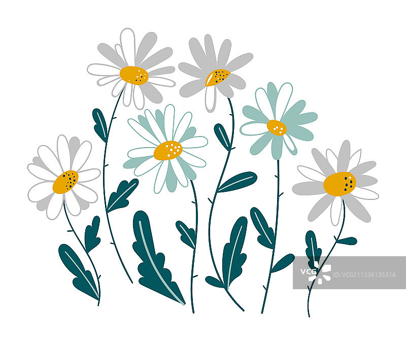 洋甘菊药用植物雏菊隔离素材图片素材