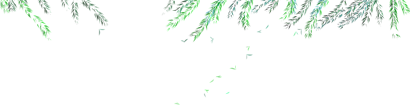 杨柳的柳叶透明元素图片素材
