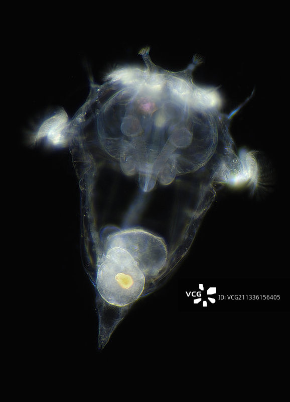 颤毛轮虫图片素材