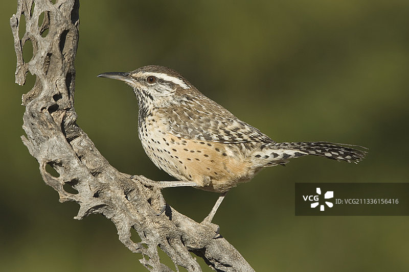 在Cholla仙人掌骨架上的仙人掌wren图片素材