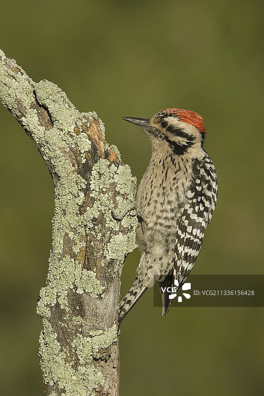 雄性梯背啄木鸟图片素材