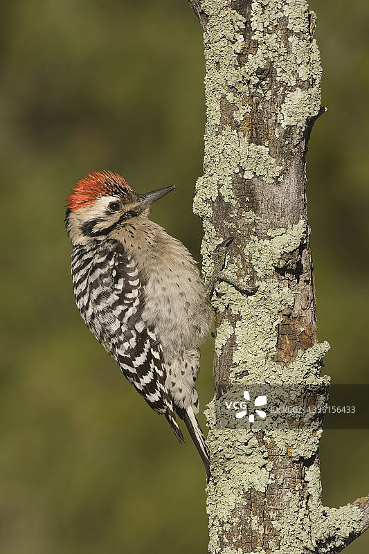 雄性梯背啄木鸟图片素材
