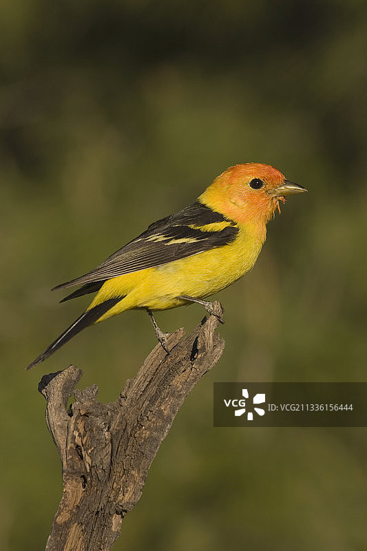 雄性西方红雀图片素材