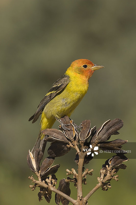 雄性西方红雀图片素材