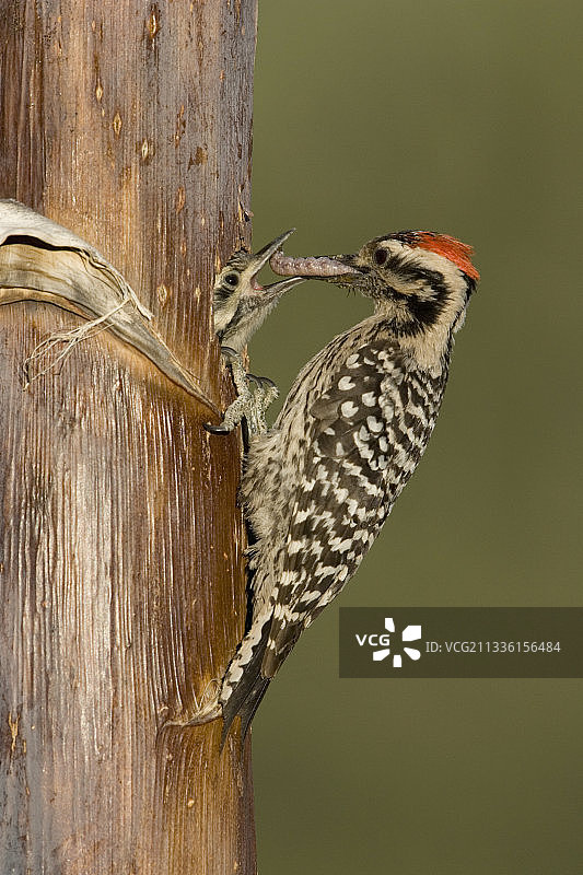 梯背啄木鸟喂食雏鸟图片素材