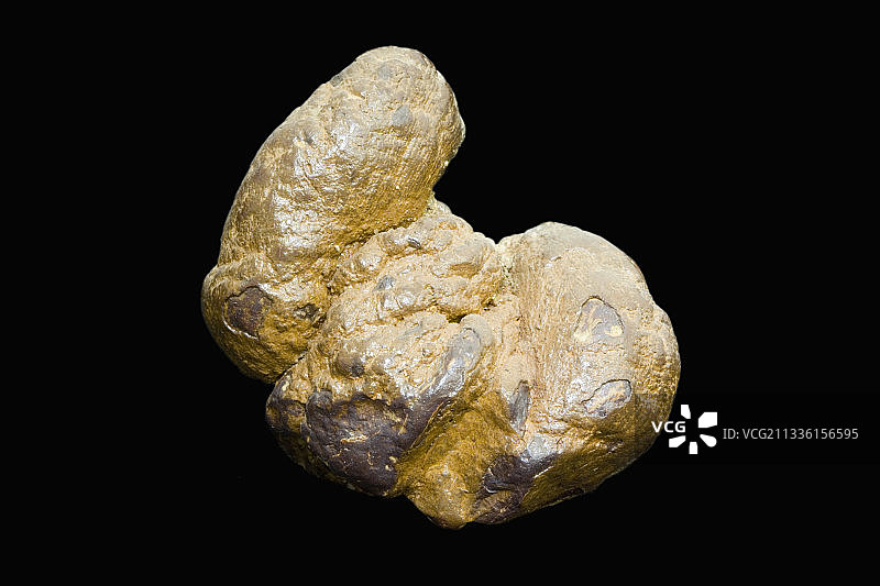 粪化石或化石粪便图片素材