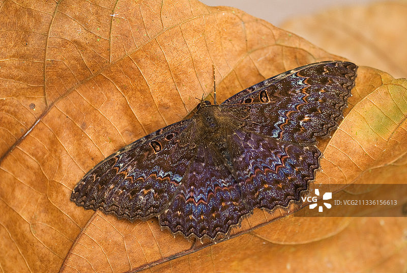 乌鸦鬼脸天蛾（雄性）图片素材