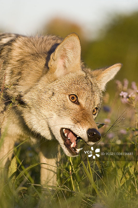 郊狼咆哮并露出牙齿图片素材