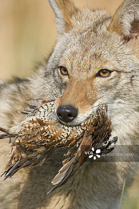 郊狼与鹌鹑猎物图片素材