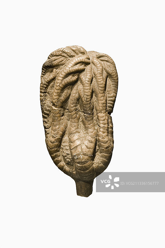 海百合化石(Onychocrinus exculptus)图片素材