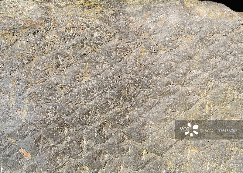 鳞木石松化石图片素材