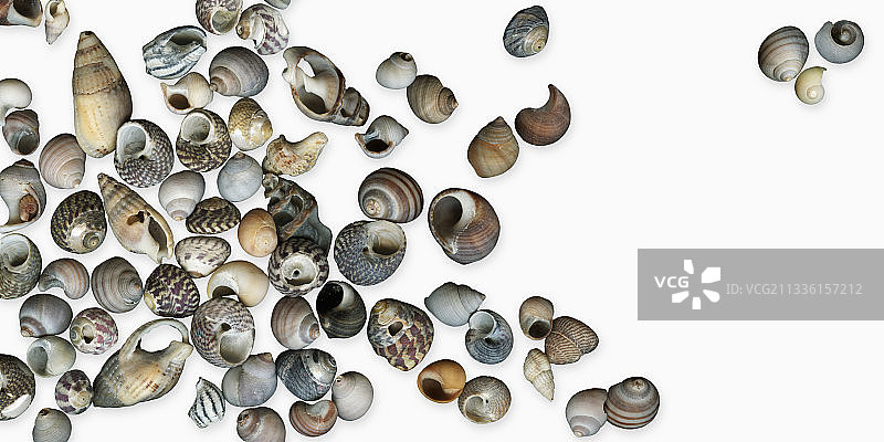 各种法国海螺贝壳图片素材