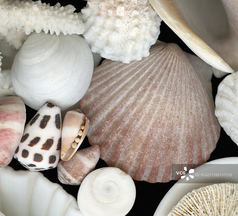 海洋生物混合图片素材