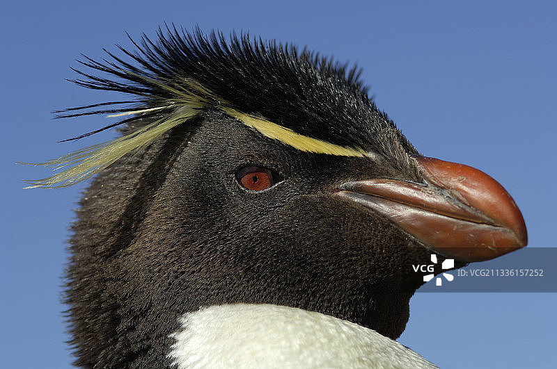 黄眉企鹅图片素材