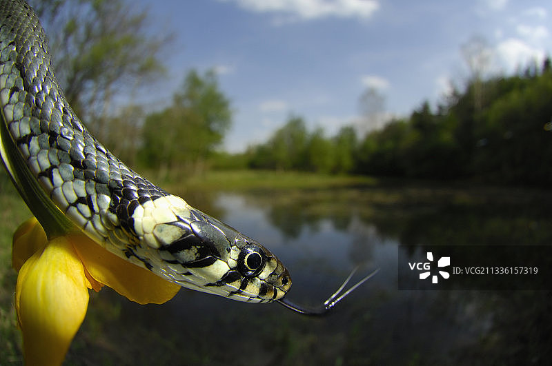 吐着信子的水蛇图片素材