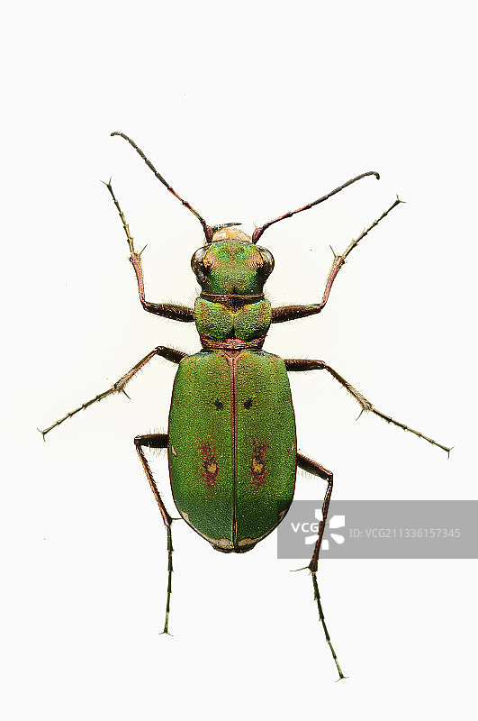 显示外骨骼的甲虫图片素材