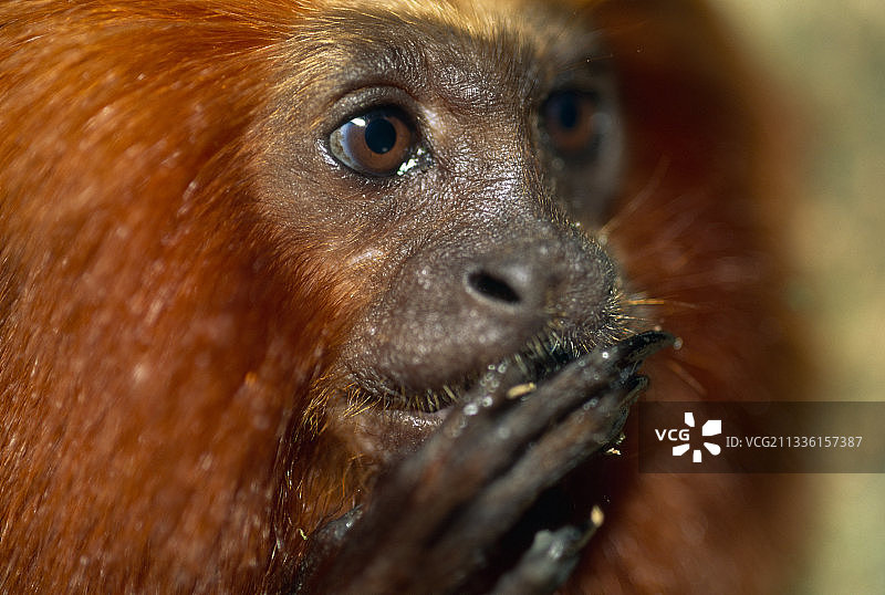 金狮面狨图片素材