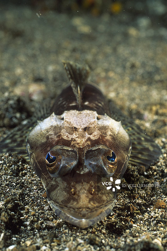 韦兰德氏鲬图片素材