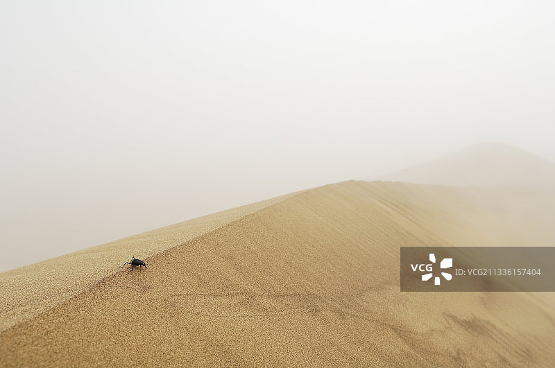 雾浴暗黑甲虫图片素材