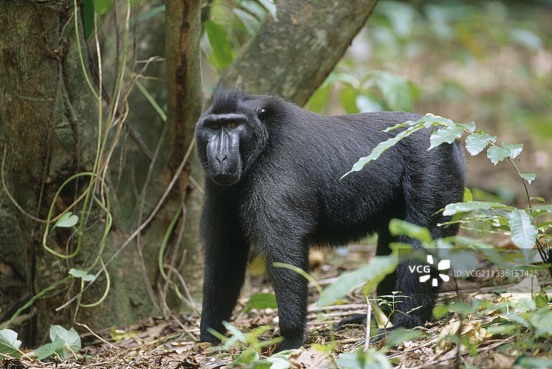 30岁的苏拉威西凤头猕猴图片素材