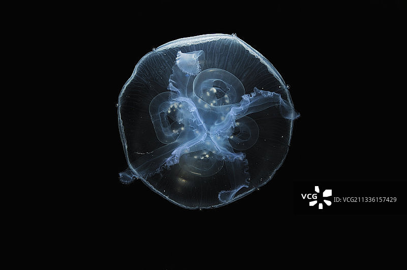 月亮水母（海月水母）图片素材