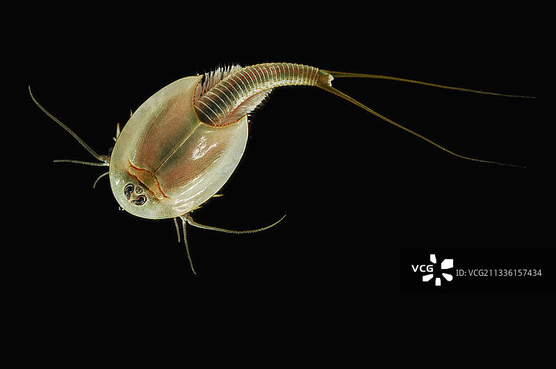 夏季的蝌蚪虾图片素材