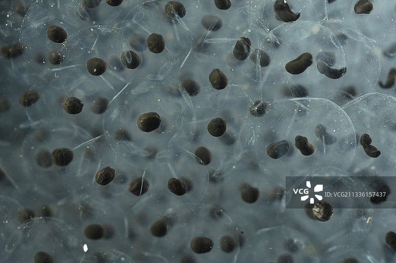 不同阶段的草蛙卵图片素材