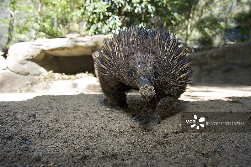 短吻针鼹图片素材
