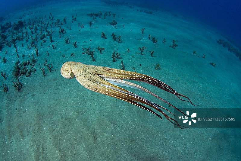 游泳的日行章鱼(蓝章鱼)图片素材