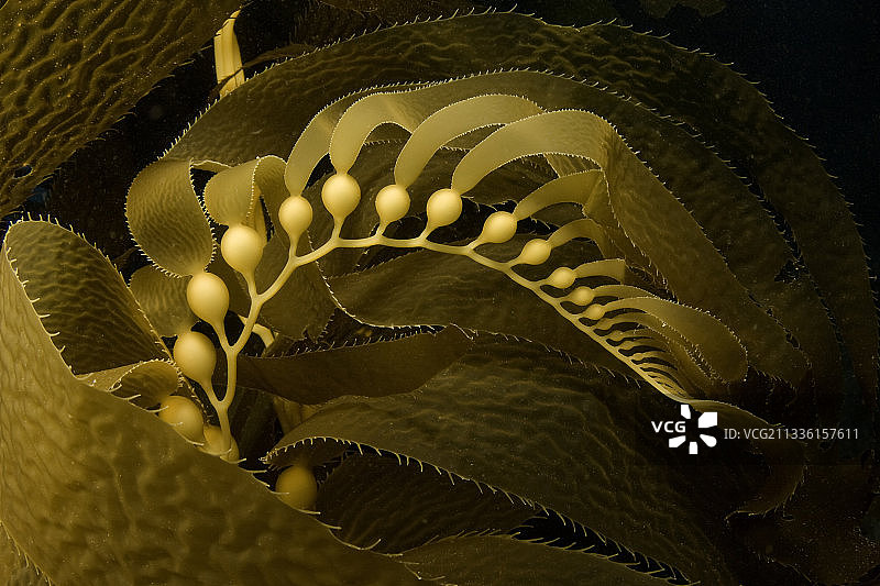 显示气囊的巨型海藻叶图片素材