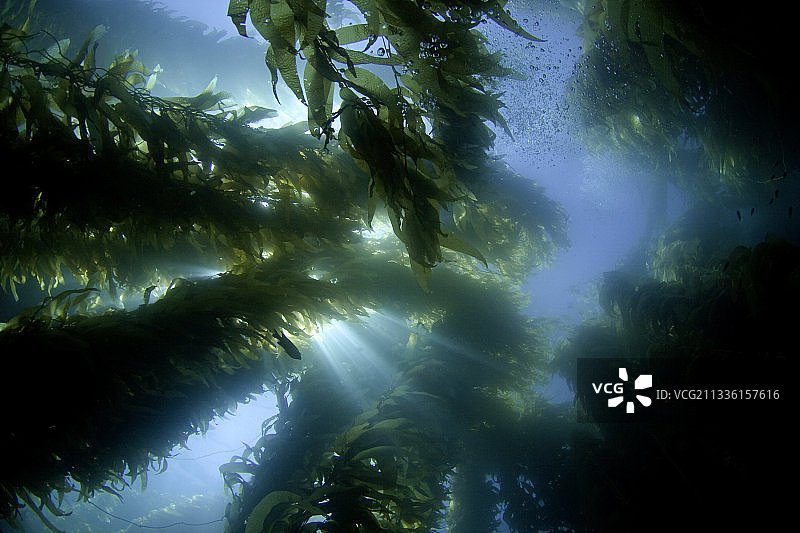 阳光穿透巨型海带图片素材