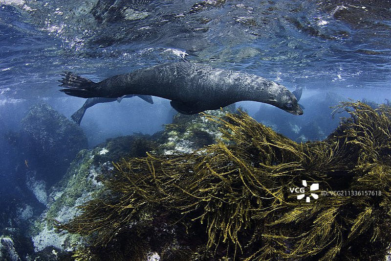 年轻的瓜达卢佩毛皮海狮图片素材