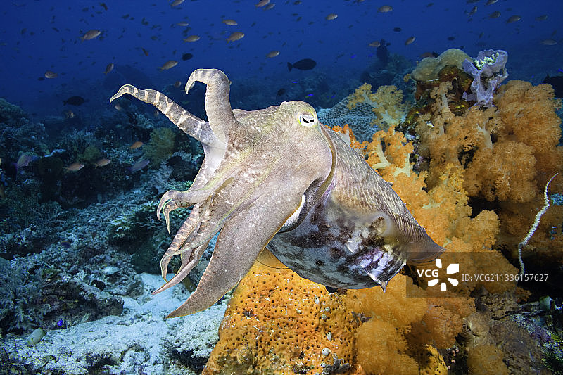 宽鳍乌贼图片素材