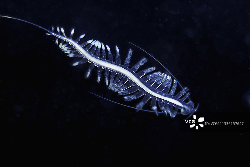 浮游多毛环节蠕虫图片素材