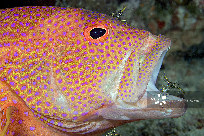 正在寻找寄生虫的清洁虾图片素材