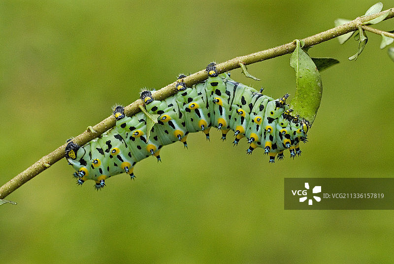 Calleta Silkmoth最后龄期毛虫图片素材