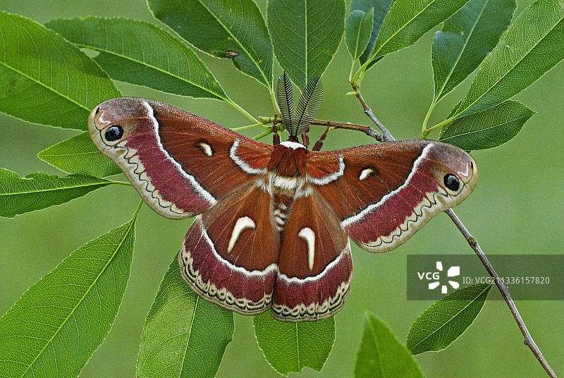 北美大蚕蛾成年雄性图片素材