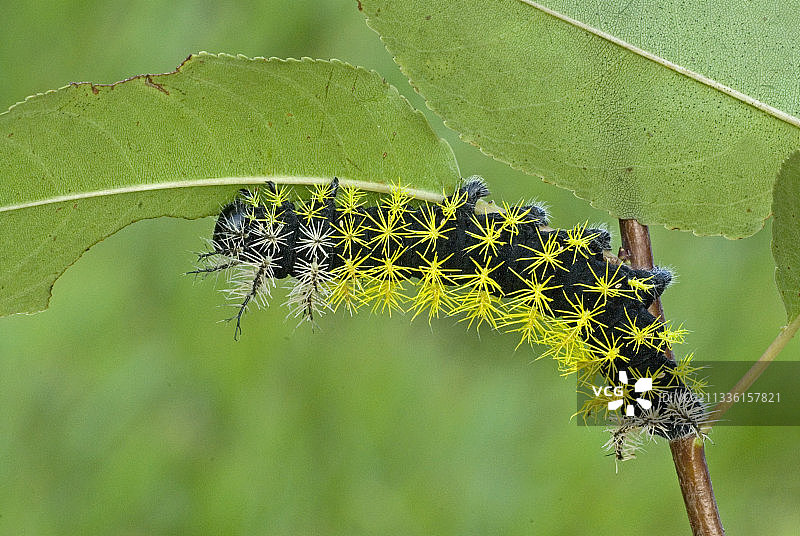 天蚕蛾毛毛虫啃食树叶图片素材