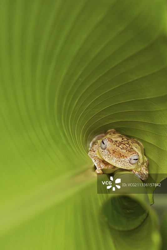 玻璃蛙图片素材