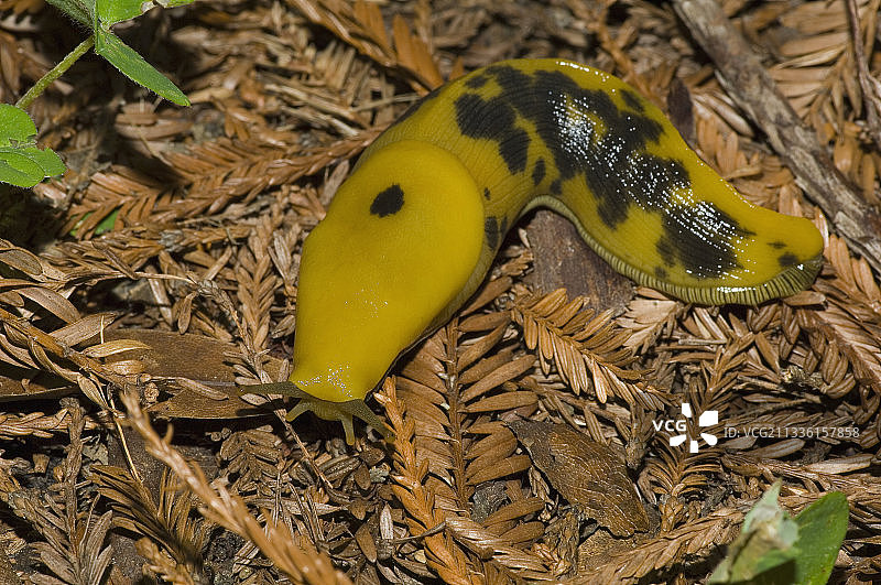 香蕉蛞蝓图片素材